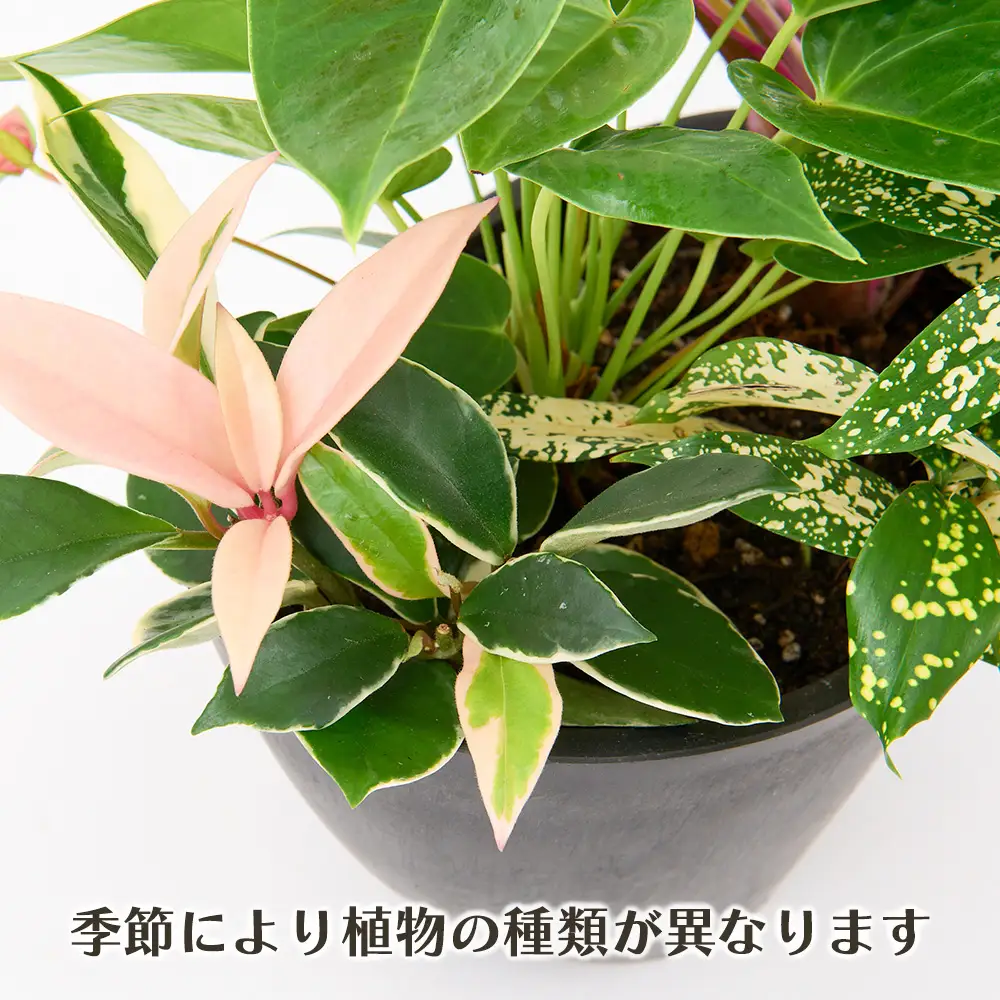 オリジナルアレンジ観葉植物　Sサイズ (H086109)