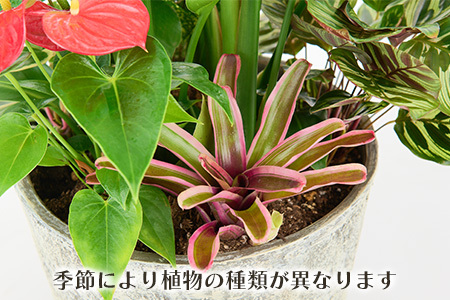 オリジナルアレンジ観葉植物　Lサイズ (H086106)