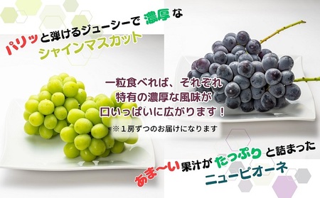 【2026年8月中旬より順次発送】大房シャインマスカット＆大房ニューピオーネ 各1房 （各約600g） ジューシー 濃厚 果汁たっぷり デザート 食後 国産 日本産 観音寺産 食べ比べ ブドウ食べ比べ 食べ物