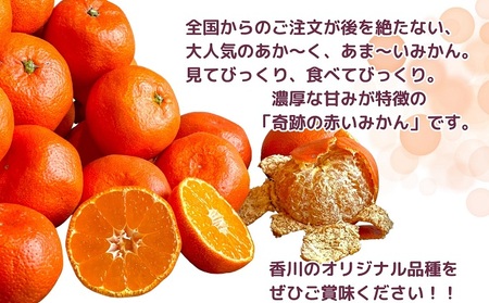 【2026年11月中旬より順次発送】ご家庭用！真っ赤なみかんの小原紅早生　約3kg 果物 フルーツ 柑橘 デザート おやつ 食後 国産 日本産 産地直送 香川オリジナル品種 食べ物 
