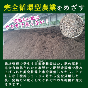 B0-206 ＜先行予約受付中！2026年8月中旬～10月中旬の間に発送予定＞数量限定！シャインマスカット(約1.5kg以上)【さくら農園】霧島市 ぶどう シャインマスカット フルーツ 果物 期間限定