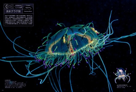 清水町ふるさと大使　海洋生物写真家　峯水亮氏の著書『日本クラゲ大図鑑』
