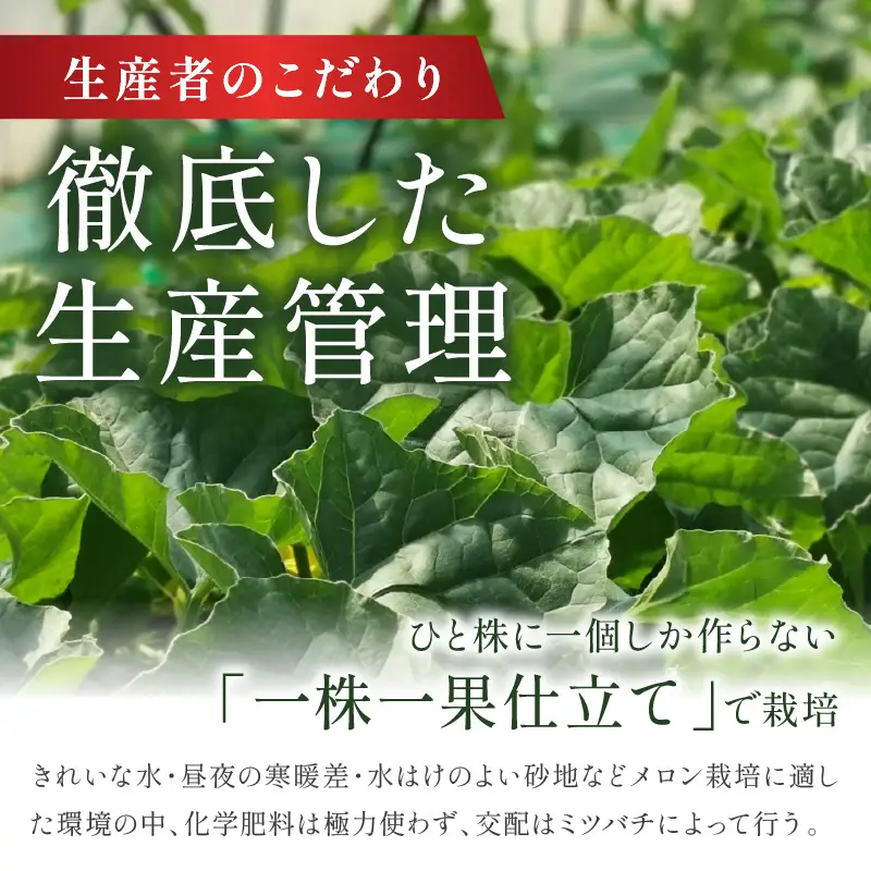 【2026年6月下旬-発送】 琴引メロン LA 2玉 京のブランドメロン