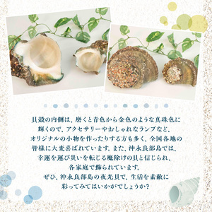 沖永良部島の天然夜光貝の貝殻（加工用）2キロ サイズ不揃い W061-002u 加工品 雑貨 日用品