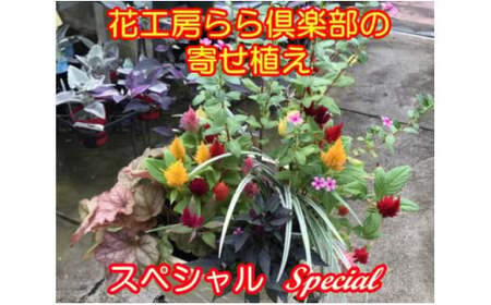 東北最大級のガーデニング専門店 厳選 『季節の寄せ植え』スペシャル 12種類 ～ 14種類 【花工房らら倶楽部】 花 生花 フラワー 植物 観葉植物 寄せ植え 季節 鉢植え 鉢 ポット ガーデニング 庭 玄関 ベランダ 国産 産地直送 期間限定 人気 おすすめ 予約 早期予約 先行予約