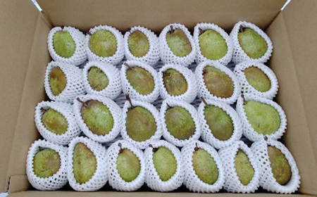 【2026年発送 先行予約】訳あり ラ・フランス 5kg 14～32玉 なし ナシ 梨 デザート フルーツ 果物 くだもの 果実 食品 山形県 FSY-0697