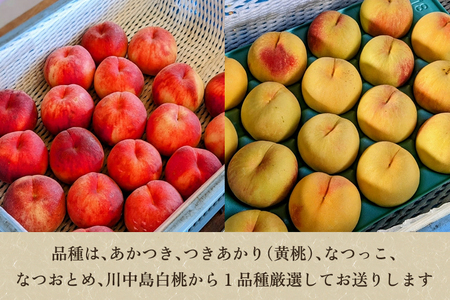 【2026年先行予約】新潟県産 厳選旬のもも 約3kg（1品種） 桃