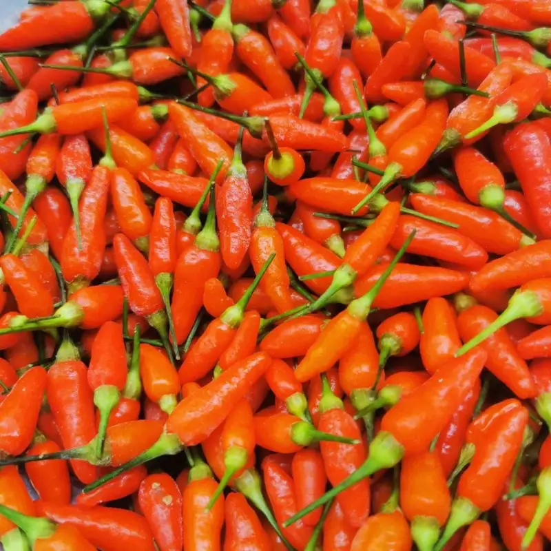 久美浜産 柚子唐辛子セット 3個 ｜ 唐辛子