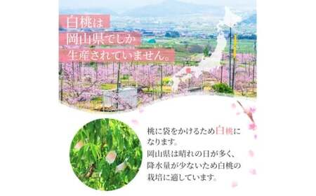 岡山白桃 ロイヤル 3玉入り（合計約900g）【2026年7月上旬～8月下旬 発送予定】【もも 桃 白桃 果物 フルーツ 国産 人気 おすすめ 岡山県 倉敷市】