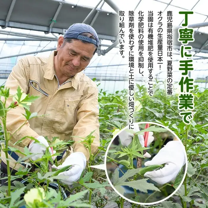 指宿(いぶすき)産オクラ 2kg オネファーム IB130-003