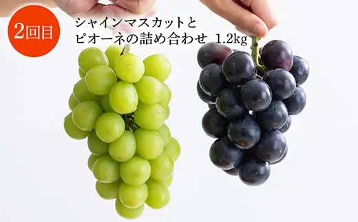 【先行予約 令和8年度発送】【定期便3回】 秋のいろどりフルーツ ぶどう ブドウ 葡萄 デザート フルーツ 果物 くだもの 果実 食品 山形県 FSY-2505