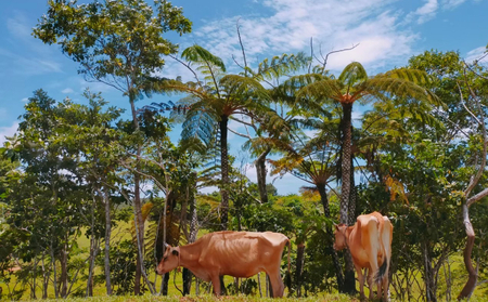 ジャージー牛乳 無添加カップアイス6個入