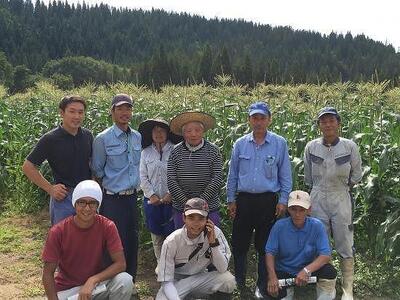 【令和8年産 先行予約】朝採りスイートコーン 2lサイズ 20本入（1本約400g） |津南町 とうもろこし
