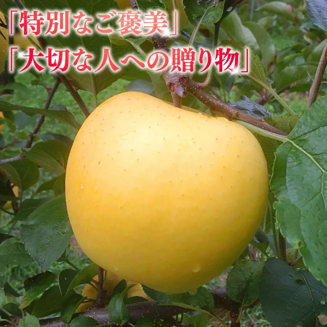 【2026年先行予約】りんご シナノゴールド 6~10玉 約3kg|シナノゴールドド