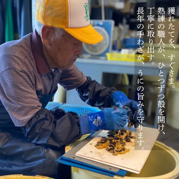 【2026年6月上旬から順次発送】【海洋深層水使用】北海道産 生うに 120g×1個 キタムラサキウニ 直送 旬 パスタ 寿司 焼き うに丼 海鮮 せたな町 ふるさと納税