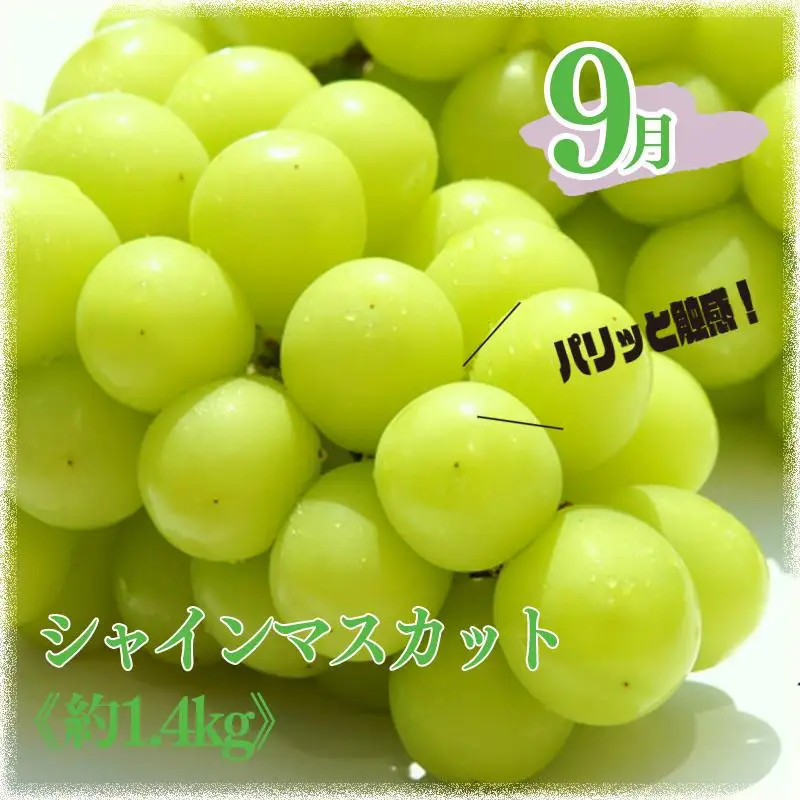 定期便3回（8月・9月・10月） 有田川町の旬のフルーツをお届け！