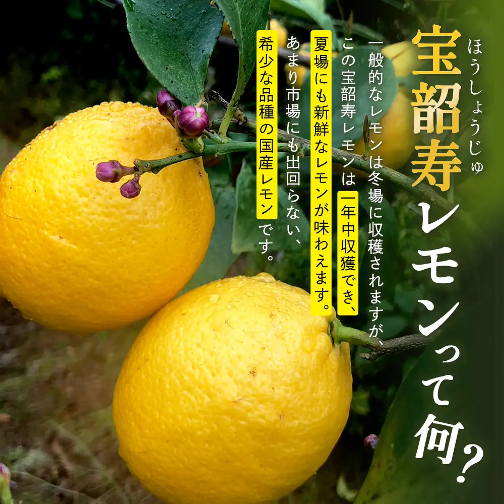 希少な国産レモン【宝韶寿レモン】訳アリ　約2kg（サイズ混合）【6月中旬より順次発送予定】柑橘 檸檬 ご自宅用 お菓子 料理 お酒 希少品種 佐賀県鹿島市 送料無料 B-127
