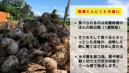 【生にんにく田子町産 (なま)】L＆2L size『5kg』