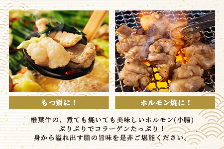 宮崎県産 椎葉牛 ぷりぷりホルモン（小腸）もつ鍋・焼肉用 200g×4P（800g）国産牛 ホルモン 牛モツ もつ もつ鍋 ホルモン単品 焼肉 BBQ TK-82