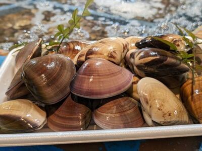 【お試し特産品つき】九十九里産 大粒 天然はまぐり4.0kg SHF003/ 絶品天然はまぐり 万能食材天然はまぐり 九十九里産天然はまぐり 蛤 ハマグリ海鮮 貝 貝類 