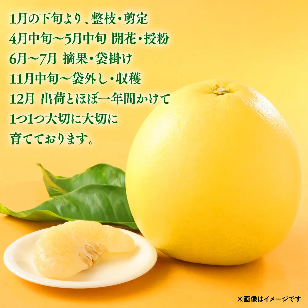 先行予約】熊本県八代市産 晩白柚 （ばんぺいゆ） 2Lサイズ(約2kg)×1玉