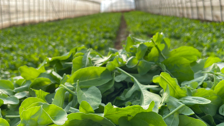黒澤農園 の ベビーリーフサラダ （ 80g × 4パック ）ファミリーサイズ