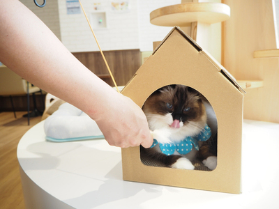 【白色】キャッツプレイハウス＆専用つめとぎ10枚セット