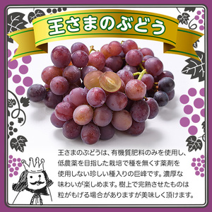＜先行予約受付中！2026年8月上旬以降順次発送予定＞王さまのぶどう 朝もぎ 巨峰(計1.4kg・700g×2パック)国産 ぶどう 葡萄 フルーツ 果物 くだもの 果実 セット【100702400】【宮田ファミリーぶどう園】