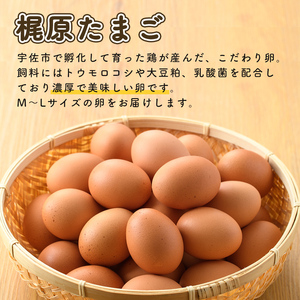 梶原たまご(計60個・10個×6P) 卵 玉子 鶏卵 卵かけご飯 玉子焼き【108800200】【カジワラファーム】