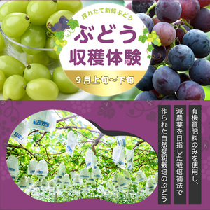 ＜先行予約受付中！2026年8月上旬以降順次発送予定＞ぶどう収穫体験(巨峰1房、シャインマスカット1房)体験 収穫体験 巨峰 シャインマスカット ぶどう 葡萄 フルーツ 果物 くだもの【100702700】【宮田ファミリーぶどう園】