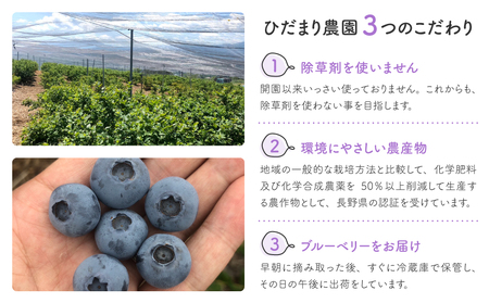 朝摘み大粒ブルーベリー500g※2026年7月上旬から発送予定【ひだまり農園ブルーベリーの丘】