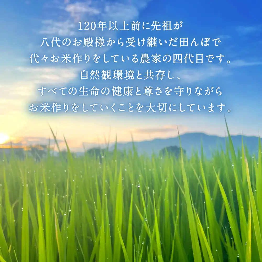 《令和7年産》 自然栽培米 くらら 精米 5kg （八代産ヒノヒカリ）
