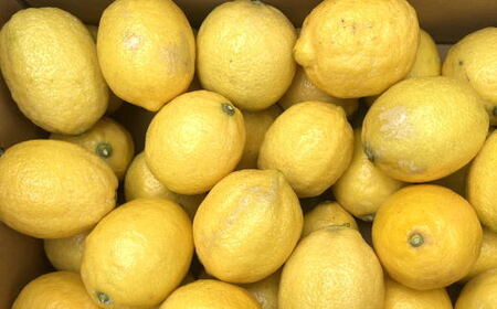 【先行予約】国産レモン 有田産 和歌山県 約5kg（サイズ混合）