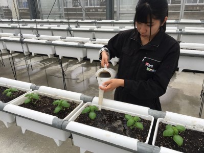 ON-02　世界初！高校のバイオマスプラントで栽培したバジルオイル　270ｇ×２本