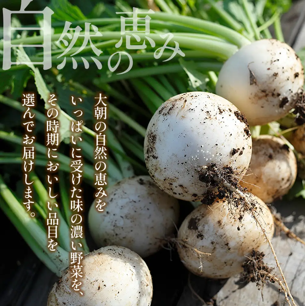 農家直送！栄ファームのお野菜セット SA091_006