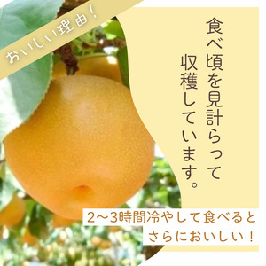 【2026年産先行予約】＜贈答用＞ 果汁たっぷりの極上梨「幸水・3kg」6～9玉 千葉県 船橋市産