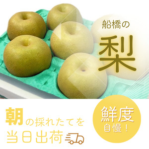 【2026年産先行予約】＜家庭用＞果汁たっぷりの極上梨「豊水・3kg」6～9玉 千葉県 船橋市産