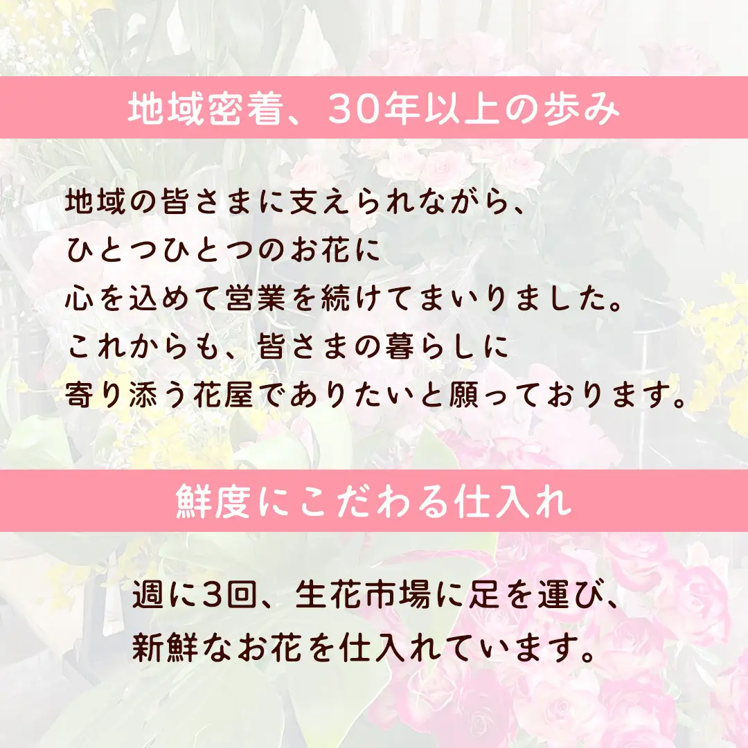 胡蝶蘭 3本立ち 36輪前後 プロが選んでお届け 胡蝶蘭 フラワーギフト お祝い 誕生日 鉢植え 花 贈り物 ギフト 蘭 ラン [CY002sa]