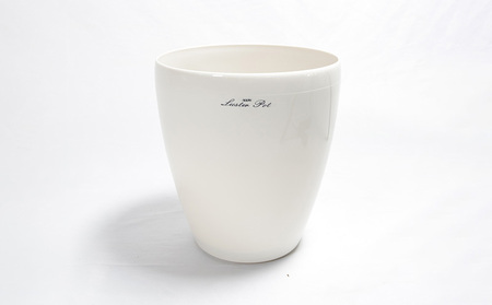 沖縄の観葉植物 フィカス ベンガレンシス6号 ラスターポット 観葉植物