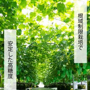 【2026年8月中旬頃から順次発送】ぶどう ナガノパープル 1kg バラ粒 500g 2パック | 美味しい葡萄 小分け 新着 ブドウ 葡萄 人気 フルーツ ブドウ1kg くだもの 甘いぶどう マスカット 早朝 松山市産ぶどう 収穫 ながのぱーぷる 朝採れ ギフト 贈答 期間限定 愛媛県産ブドウ ナチュラルファームｅｎ 【GL005】