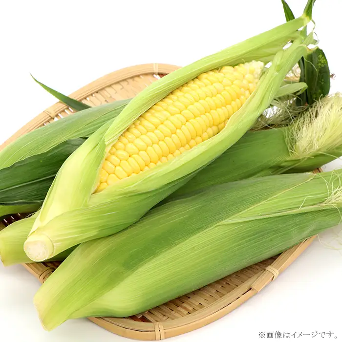 325 とうもろこし ゴールドラッシュ or 味来 約5kg 13本 朝採れ 黄 茨城 先行予約 2026年7月頃～発送予定