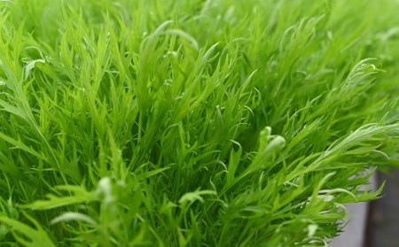 水耕 栽培 新鮮 葉物 野菜 Cセット GreensFarm ホタル サラダ 和え物【2026年11月上旬～2027年6月上旬発送予定】