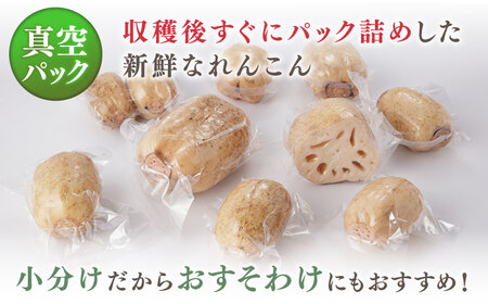 【R8年7月以降発送】真空パック 洗いれんこん 約1.5kg / れんこん [ICE002]