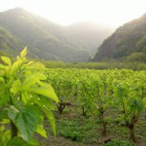 有機桑茶セット（36包×3袋）【KW-7】 送料無料 お茶 茶 有機桑茶 桑茶 桑 飲料類 飲料 飲み物 ノンカフェイン 健康茶 健康飲料 健康食品 お子様 子供 お年寄り 年配 健康 セット