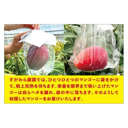 宮古島すがわら農園　【訳あり】完熟マンゴー1kg（2～3玉）（FR003）