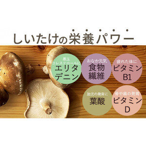 ぬかっち しいたけパウダー 120g 3袋セット