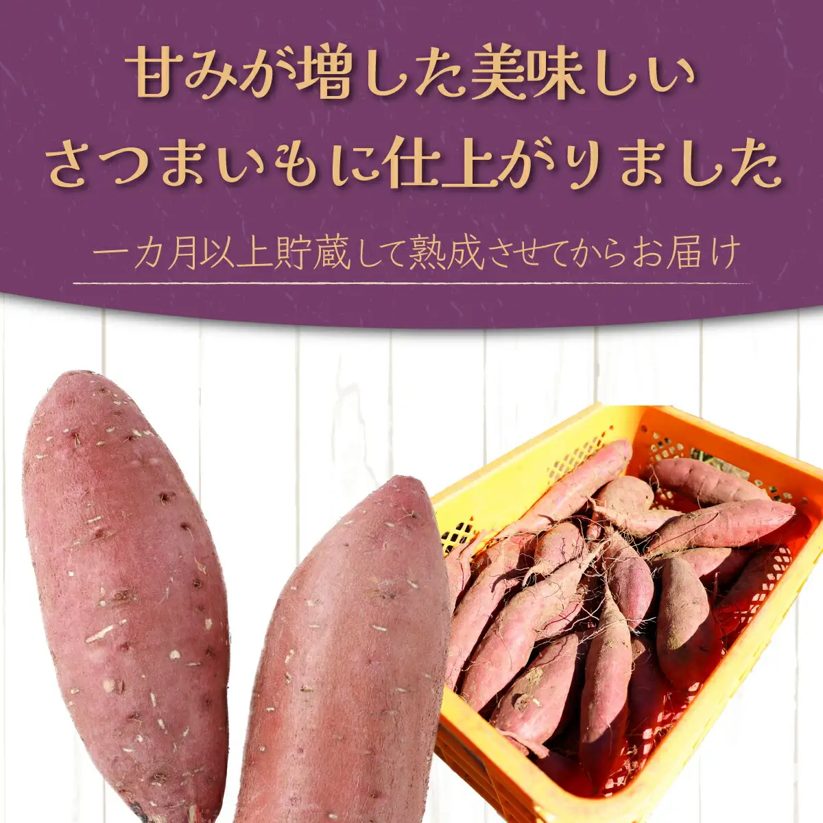 【先行予約】数量限定 掘りたて！あま?い 新さつまいも 紅まさり 2.5kg 芋 さつま芋 野菜 サツマイモ 焼き芋 甘い スイートポテト 旬 やさい 家庭用