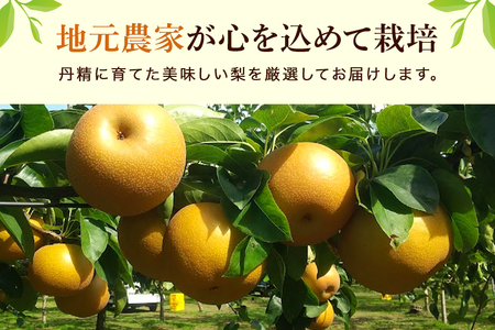 【数量限定 / 夏季限定】 梨（秋月）約5kg 梨 なし ナシ 日本梨 あきづき アキヅキ 17-X 【9月上旬～中旬発送予定】