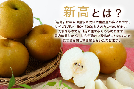 【数量限定 / 夏季限定】 梨（新高）約5kg 梨 なし ナシ 日本梨 にいたか ニイタカ 17-Y 【9月中旬以降発送予定】