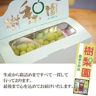 【2026年先行受付】シャインマスカット 約1kg（2房)【シャインマスカット ぶどう ブドウ 葡萄 フルーツ 果物 くだもの さっぱり上品 人気 2房 先行予約 ギフト 贈答用 プレゼント 贈り物】